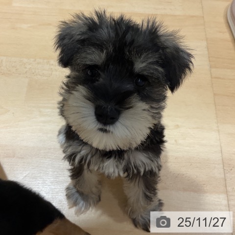 ミニチュア・シュナウザーの写真