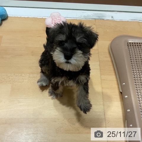 ミニチュア・シュナウザーの写真