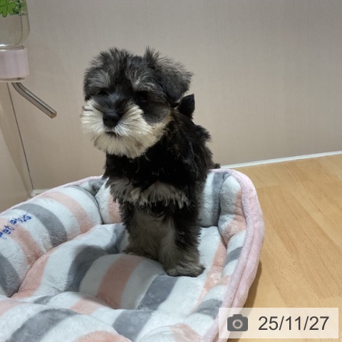 ミニチュア・シュナウザーの写真