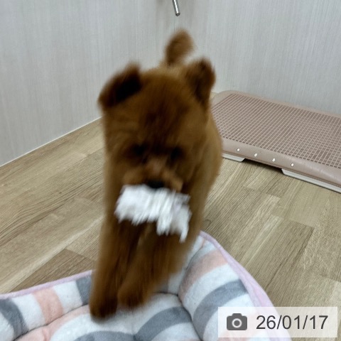 トイ・プードルの写真