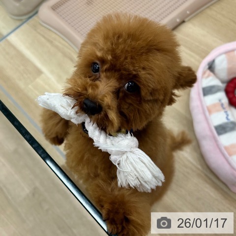 トイ・プードルの写真