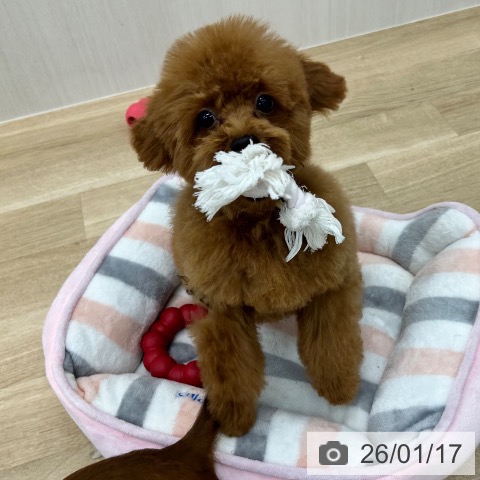 トイ・プードルの写真