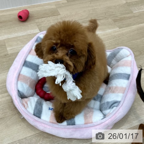 トイ・プードルの写真