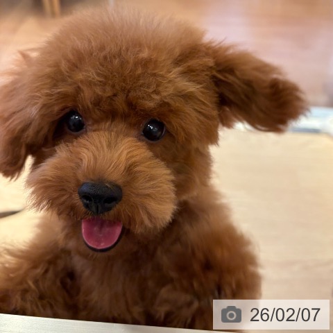 トイ・プードルの写真