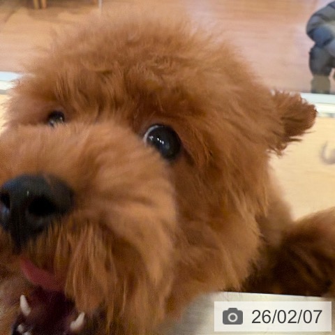 トイ・プードルの写真