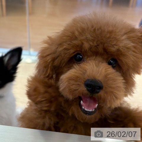 トイ・プードルの写真