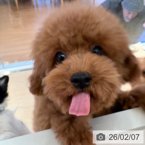 トイ・プードルの写真