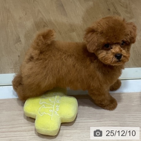 大阪府のトイプードル(トイ) (ペットプラス 堺鉄砲町店/2025年9月19日生まれ/男の子/レッドフォーン)の子犬の3枚目の画像