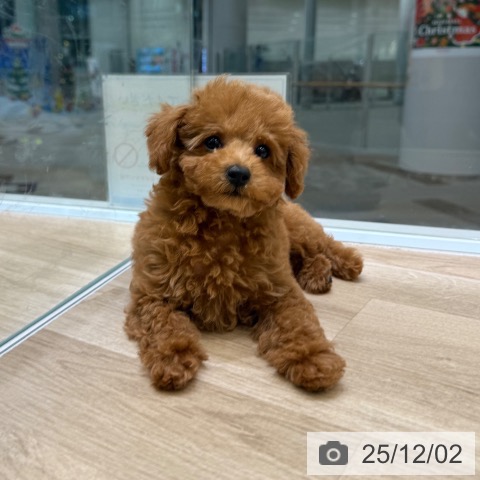 大阪府のトイプードル(トイ) (ペットプラス 堺北花田店/2025年9月19日生まれ/男の子/レッドフォーン)の子犬の3枚目の画像