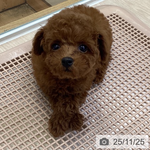 トイ・プードルの写真