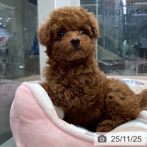 トイ・プードルの写真