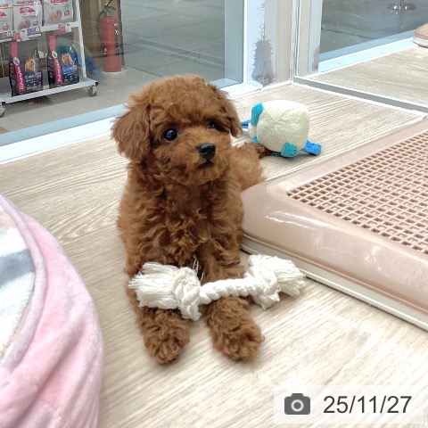 トイ・プードルの写真