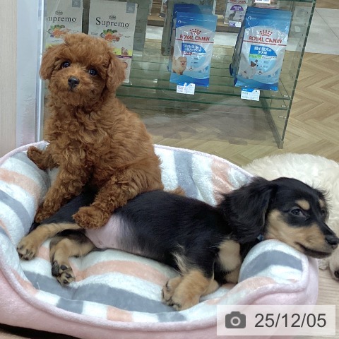 大阪府のトイプードル(トイ) (ペットプラス ららぽーと和泉店/2025年9月19日生まれ/女の子/レッドフォーン)の子犬の3枚目の画像