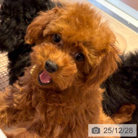 和歌山県のトイプードル(トイ) (ペットプラス 和歌山店/2025年9月19日生まれ/女の子/レッドフォーン)の子犬の3枚目の画像