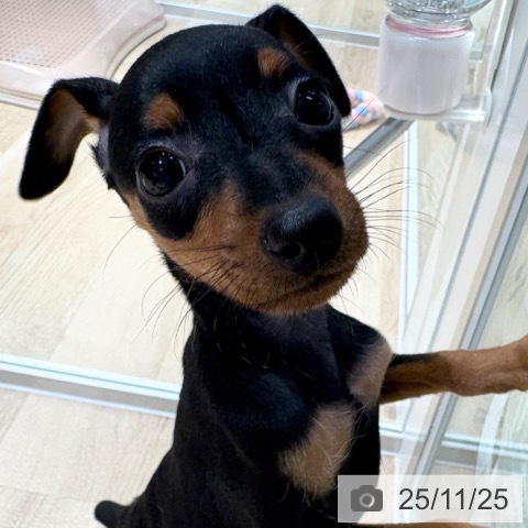 ミニチュア・ピンシャーの写真