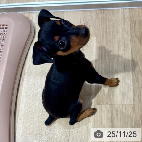 ミニチュア・ピンシャーの写真