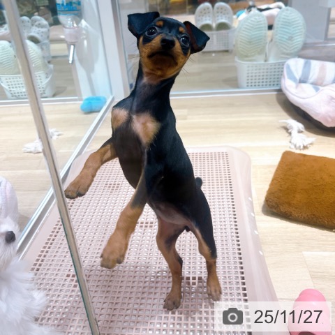 ミニチュア・ピンシャーの写真