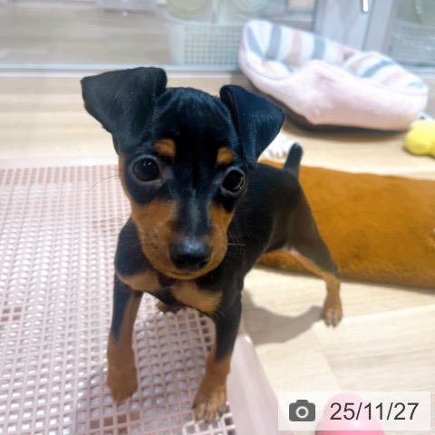 ミニチュア・ピンシャーの写真