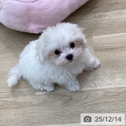 群馬県のマルチーズ (ペットプラス 前橋店/2025年9月23日生まれ/男の子/ホワイト)の子犬の4枚目の画像