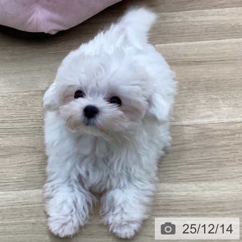 群馬県のマルチーズ (ペットプラス 前橋店/2025年9月23日生まれ/男の子/ホワイト)の子犬の3枚目の画像