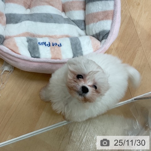 千葉県のマルチーズ (ペットプラス 成田店/2025年9月23日生まれ/女の子/ホワイト)の子犬の3枚目の画像