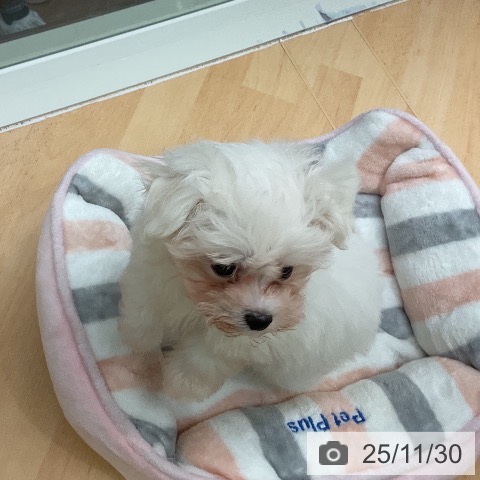 千葉県のマルチーズ (ペットプラス 成田店/2025年9月23日生まれ/女の子/ホワイト)の子犬の3枚目の画像