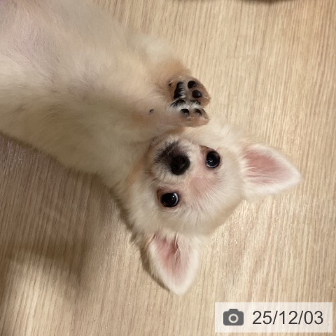 大阪府のチワワ(ロング) (ペットプラス 堺鉄砲町店/2025年9月24日生まれ/女の子/クリームホワイト)の子犬の3枚目の画像