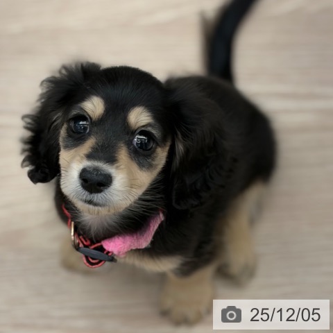 京都府のミニチュアダックスフンド(ロング) (ペットプラス 京都桂川店/2025年9月24日生まれ/女の子/ブラックイエロー)の子犬の4枚目の画像