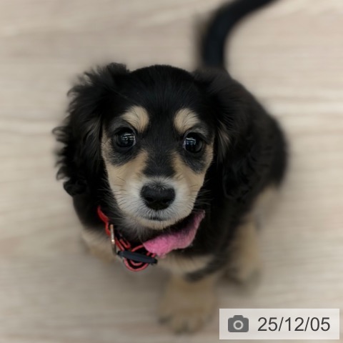 京都府のミニチュアダックスフンド(ロング) (ペットプラス 京都桂川店/2025年9月24日生まれ/女の子/ブラックイエロー)の子犬の3枚目の画像