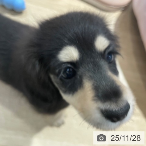 ミニチュア・ダックスフンドの写真