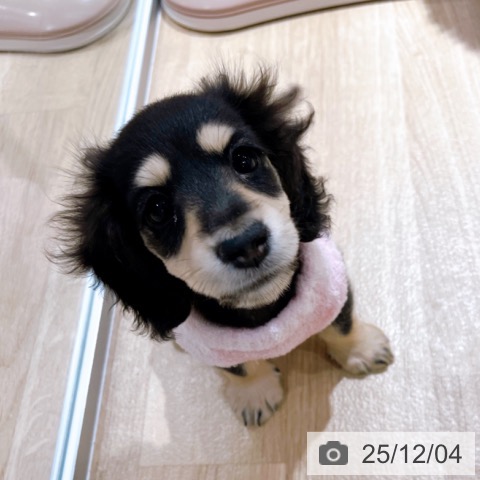 大阪府のミニチュアダックスフンド(ロング) (ペットプラス イオン大日店/2025年9月24日生まれ/女の子/ブラックイエロー)の子犬の4枚目の画像