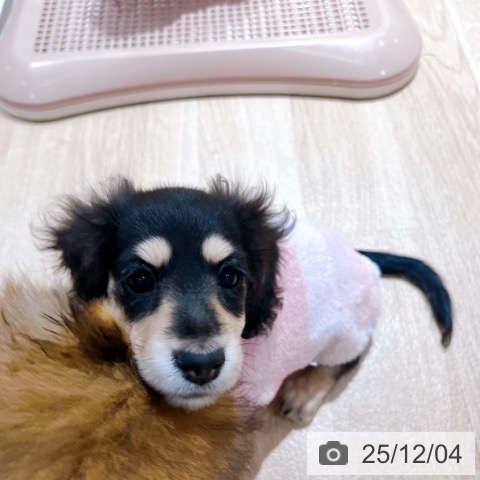 大阪府のミニチュアダックスフンド(ロング) (ペットプラス イオン大日店/2025年9月24日生まれ/女の子/ブラックイエロー)の子犬の3枚目の画像