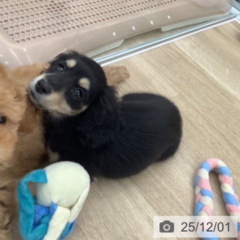 大阪府のミニチュアダックスフンド(ロング) (ペットプラス りんくう泉南店/2025年9月24日生まれ/女の子/ブラックイエロー)の子犬の4枚目の画像