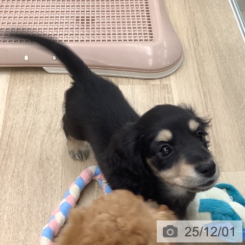 大阪府のミニチュアダックスフンド(ロング) (ペットプラス りんくう泉南店/2025年9月24日生まれ/女の子/ブラックイエロー)の子犬の3枚目の画像