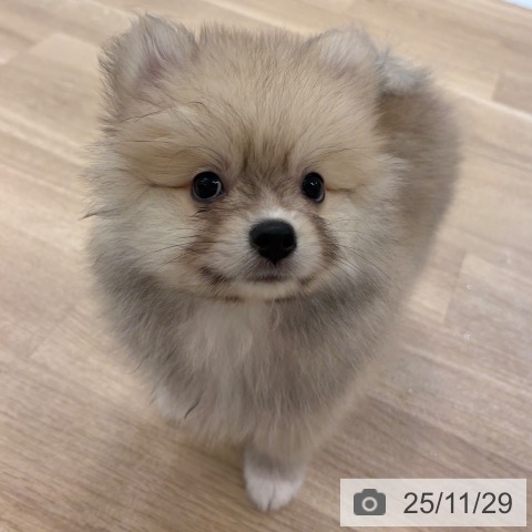 ポメラニアンの写真