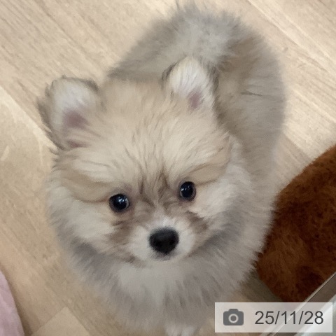 ポメラニアンの写真