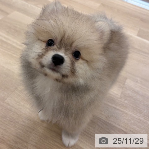ポメラニアンの写真