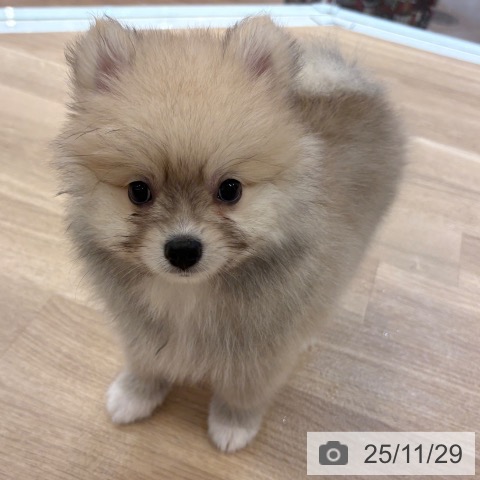 ポメラニアンの写真