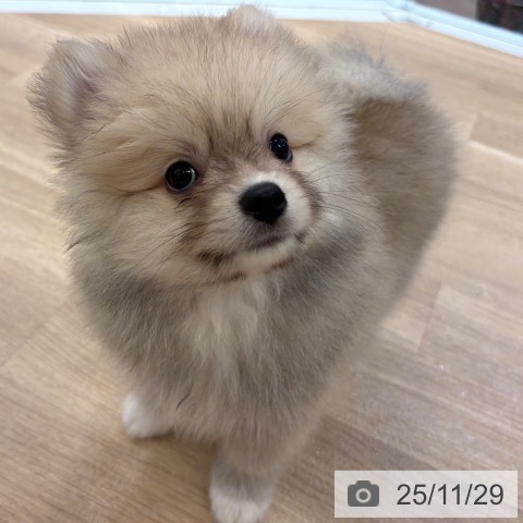 ポメラニアンの写真
