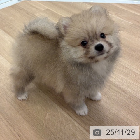 ポメラニアンの写真