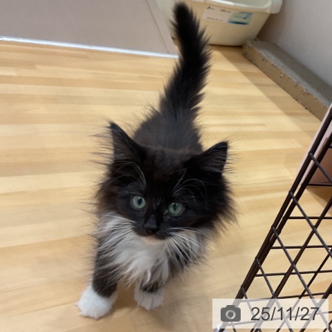 ノルウェージャンフォレストキャットの写真