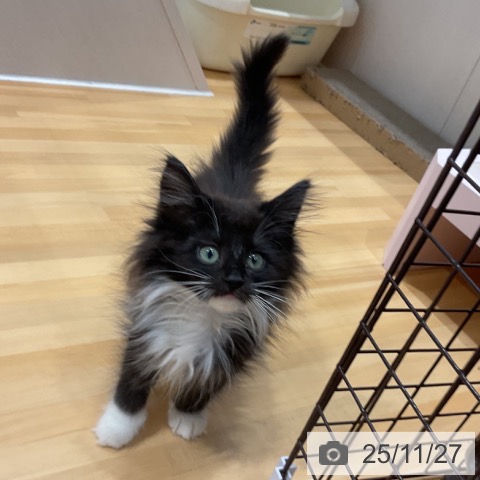 ノルウェージャンフォレストキャットの写真