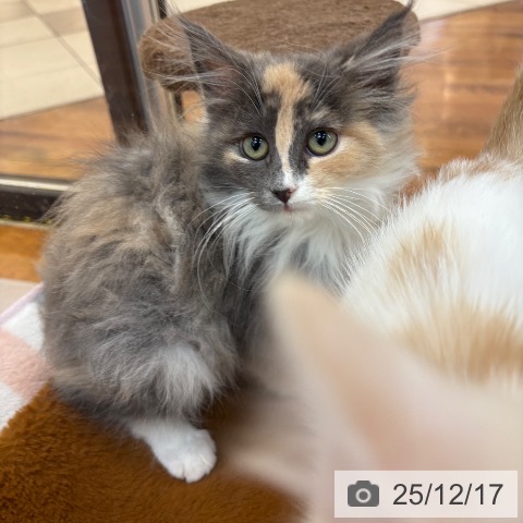 京都府のノルウェージャンフォレストキャット (ペットプラス 久御山店/2025年9月5日生まれ/女の子/ダイリュートキャリコ)の子猫の4枚目の画像