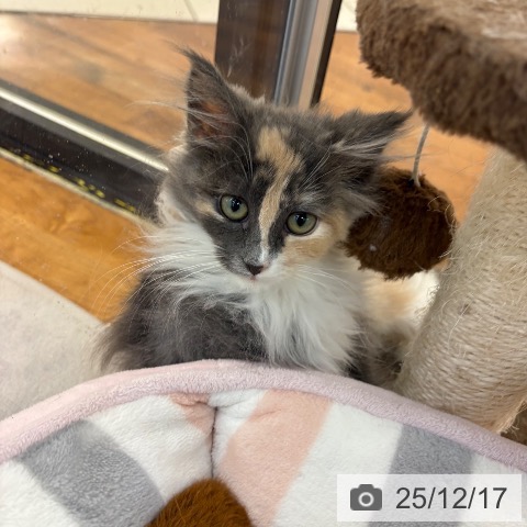 京都府のノルウェージャンフォレストキャット (ペットプラス 久御山店/2025年9月5日生まれ/女の子/ダイリュートキャリコ)の子猫の3枚目の画像
