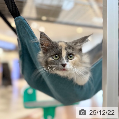 京都府のノルウェージャンフォレストキャット (ペットプラス 久御山店/2025年9月5日生まれ/女の子/ダイリュートキャリコ)の子猫の4枚目の画像