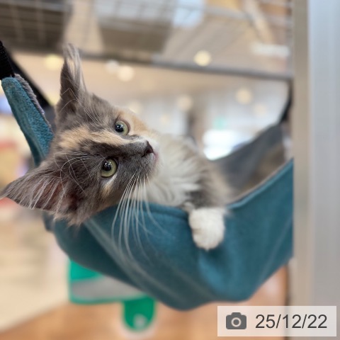 京都府のノルウェージャンフォレストキャット (ペットプラス 久御山店/2025年9月5日生まれ/女の子/ダイリュートキャリコ)の子猫の3枚目の画像