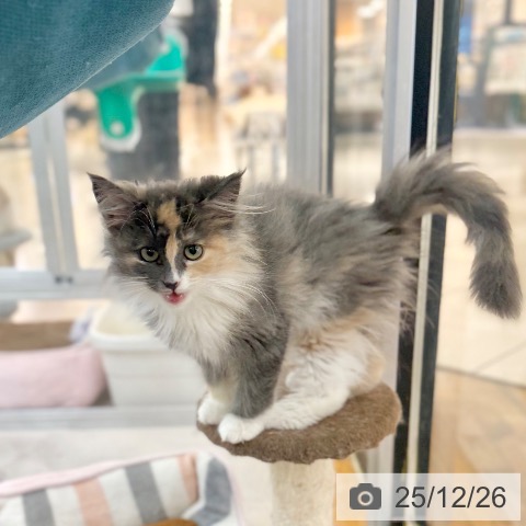 京都府のノルウェージャンフォレストキャット (ペットプラス 久御山店/2025年9月5日生まれ/女の子/ダイリュートキャリコ)の子猫の3枚目の画像