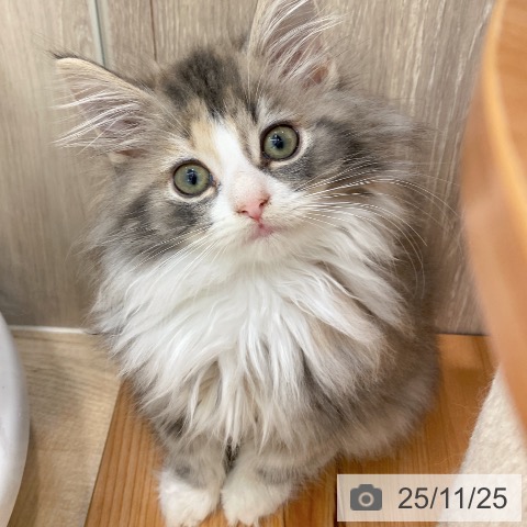 ノルウェージャンフォレストキャットの写真