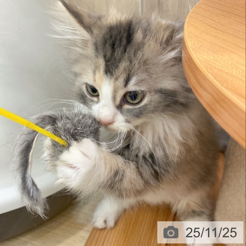 ノルウェージャンフォレストキャットの写真