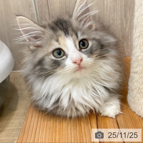 ノルウェージャンフォレストキャットの写真